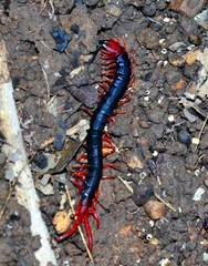 Cormocephalus nitidus