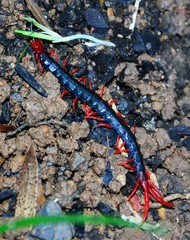 Cormocephalus nitidus