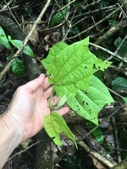Passiflora costaricensis