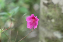 Rhododendron indicum