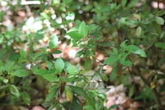 Rhododendron indicum