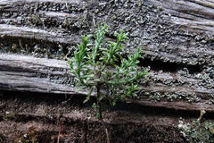 Veronica cupressoides