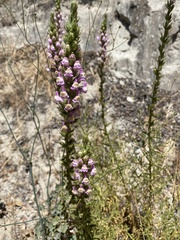 Sairocarpus multiflorus