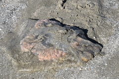 Rhizostomatoidea