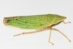 Draeculacephala antica