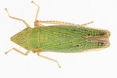 Draeculacephala antica