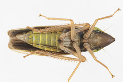 Draeculacephala antica