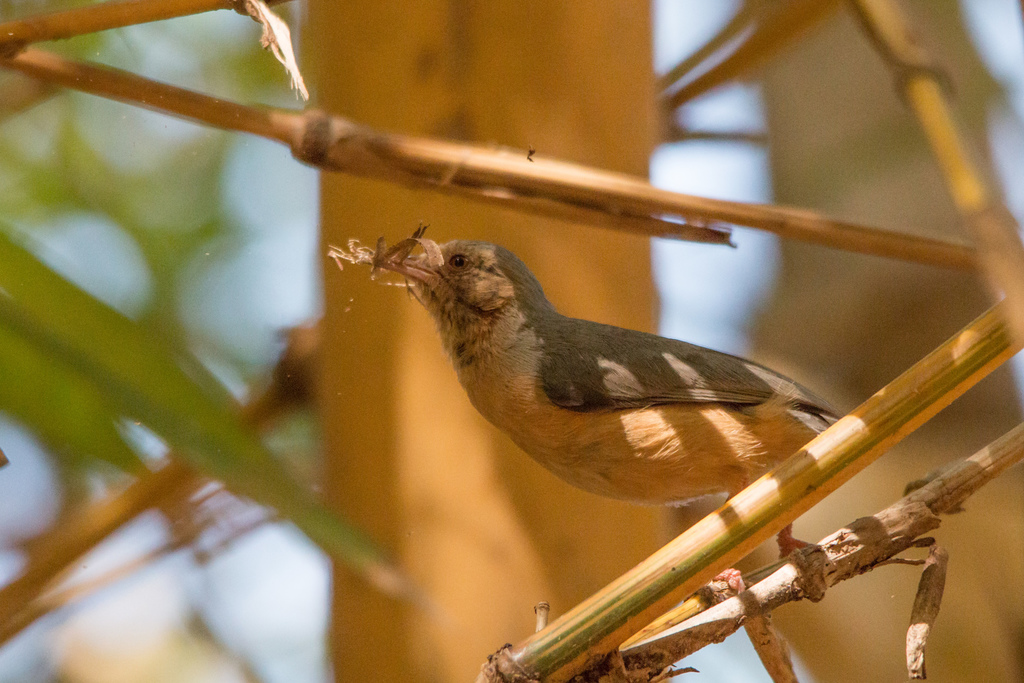 Red-faced Crombec photo