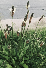 Plantago lanceolata