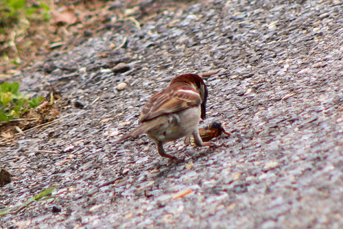 House Sparrow photographed in Maryland
