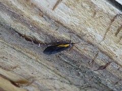 Mathildana newmanella