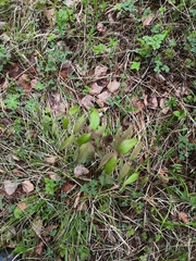 Clematis fusca