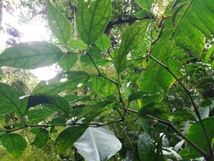 Witheringia meiantha