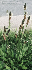 Plantago lanceolata