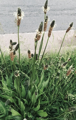 Plantago lanceolata