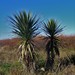 Cabbage Trees and Relatives - Photo (c) Asa Spade, some rights reserved (CC BY-NC), uploaded by Asa Spade