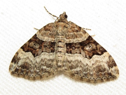 Toothed Brown Carpet photo 5