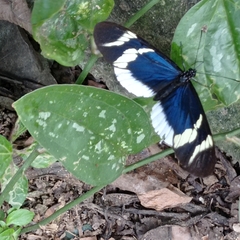 Heliconius eleuchia eleuchia
