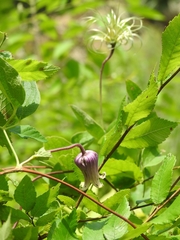 Clematis reticulata