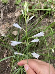 Anthericum liliago