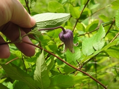 Clematis reticulata