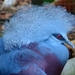 Crowned-Pigeons - Photo (c) Drew Avery, some rights reserved (CC BY)