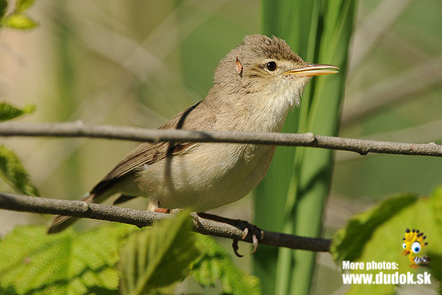 Eastern Olivaceous Warbler photo