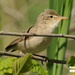 Eastern Olivaceous Warbler - Photo (c) Ján Svetlík, some rights reserved (CC BY-NC-SA)