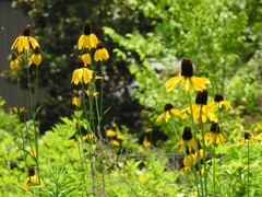 Rudbeckia maxima