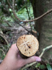 Bignonia aequinoctialis