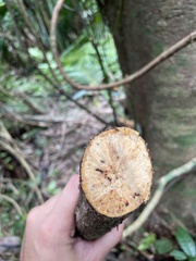 Bignonia aequinoctialis