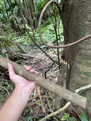 Bignonia aequinoctialis