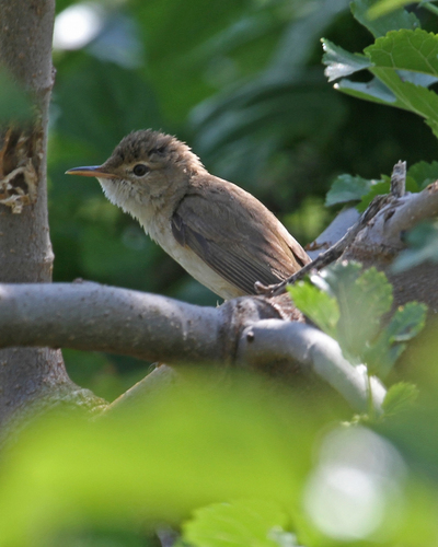 Eastern Olivaceous Warbler
