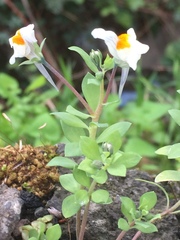 Linaria triphylla