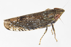 Scaphytopius acutus