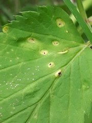 Puccinia aegopodii