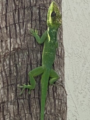 Anolis equestris