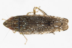 Scaphytopius acutus