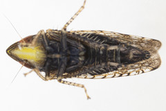 Scaphytopius acutus