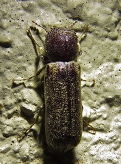 Amphicerus bicaudatus