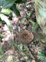 Bignonia aequinoctialis