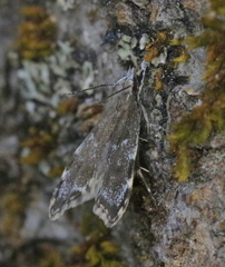 Eido trimaculella