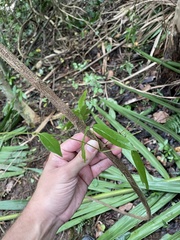 Bignonia aequinoctialis