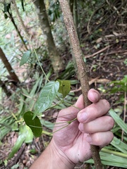 Bignonia aequinoctialis