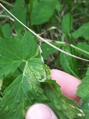 Puccinia aegopodii