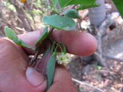 Ximenia