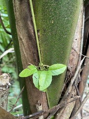 Bignonia aequinoctialis