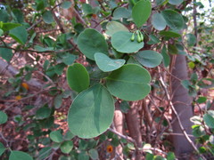Ximenia