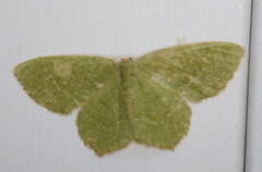 Thalera pistasciaria