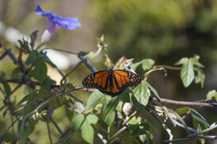 Danaus plexippus